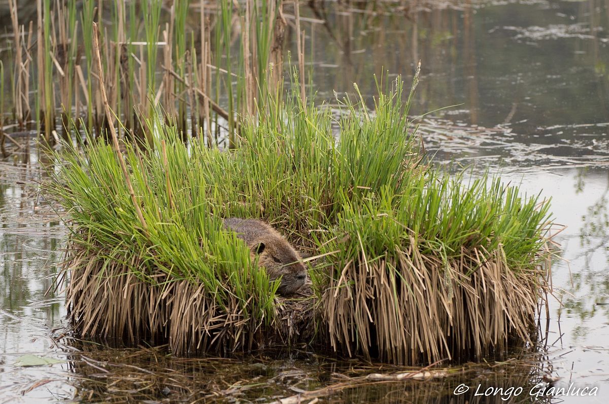 Nutria in relax