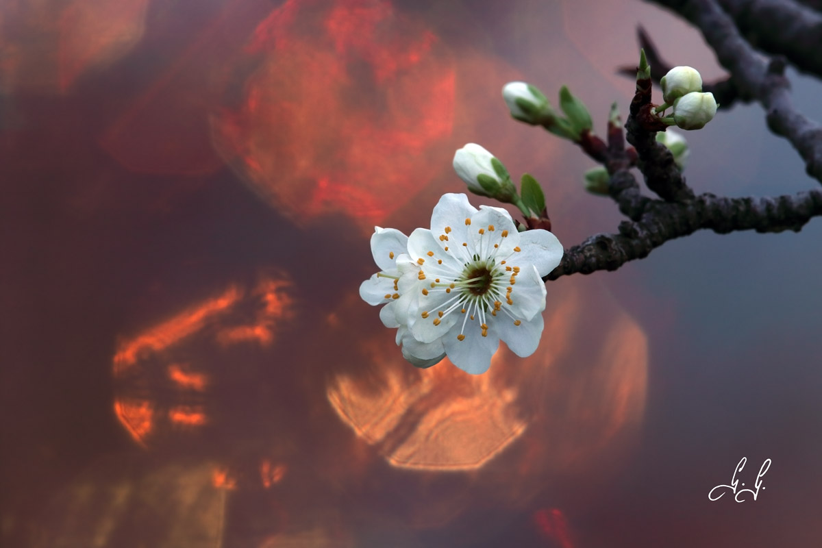Plum Blossom