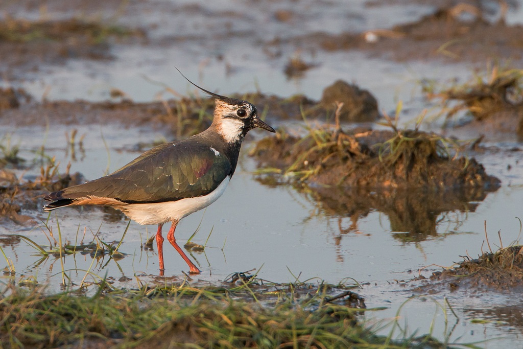 Northern Lapwing