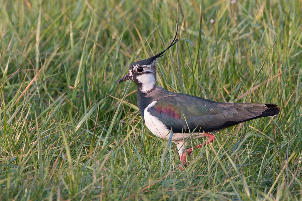 Northern Lapwing