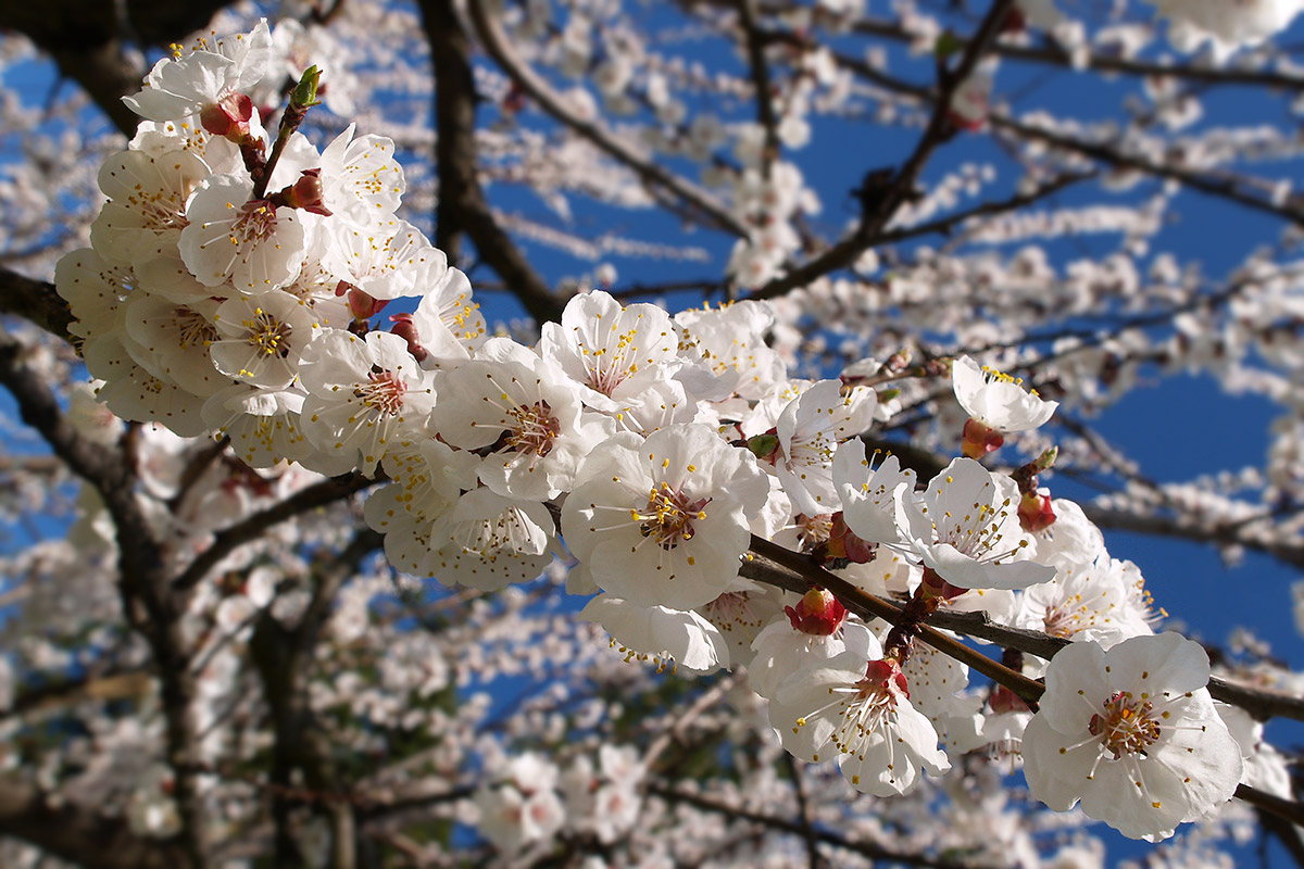 Apricot Blossom
