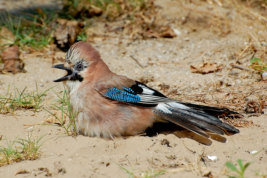 Ghiandaia impegnata in bagno di sabbia