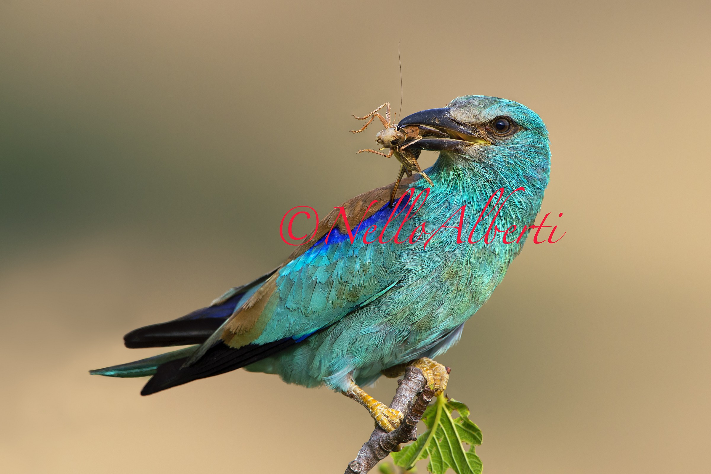 European Roller with prey