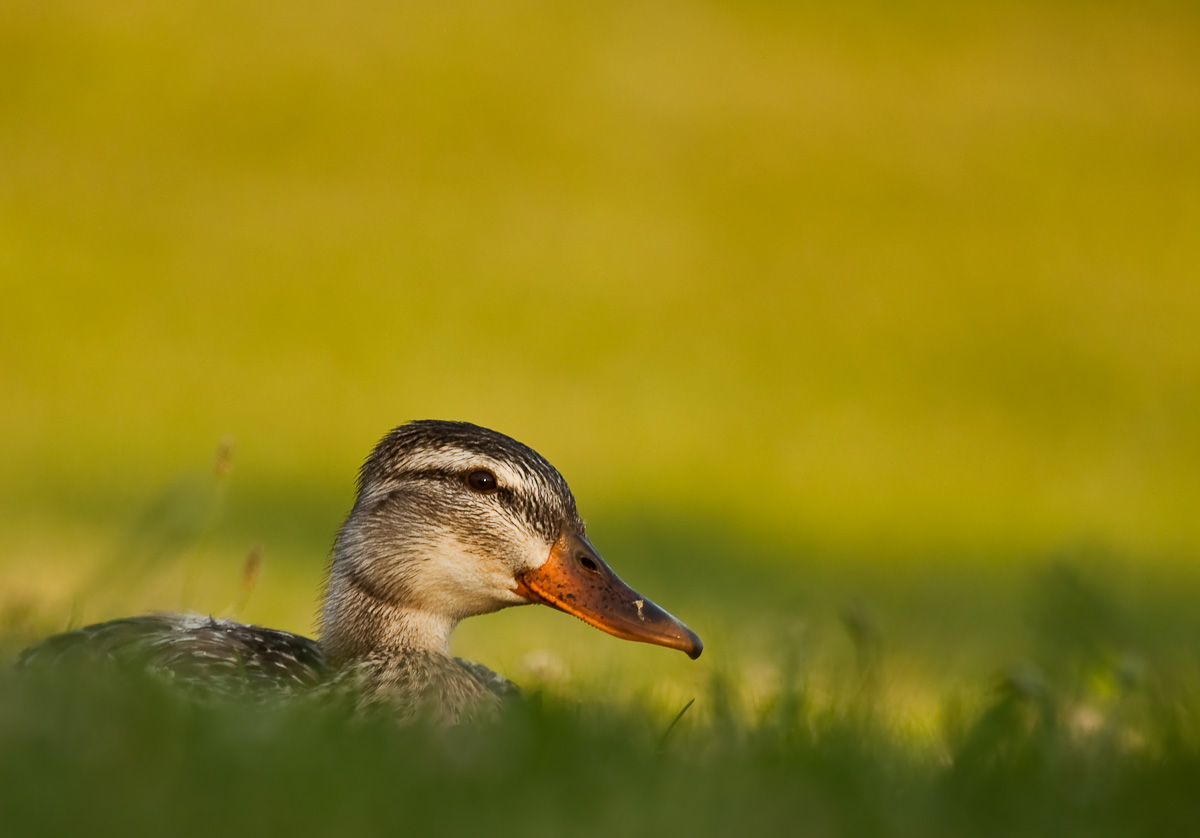 germano femmina selvatico