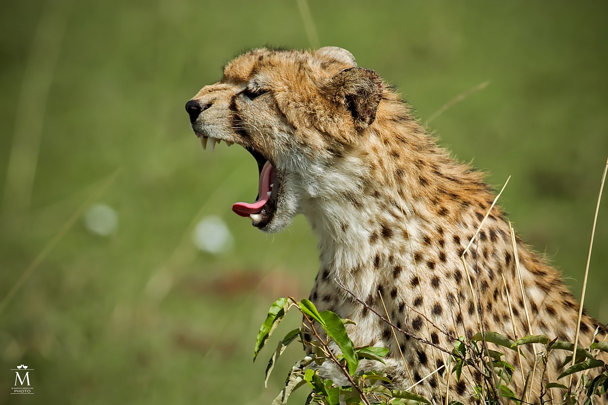 Ritratto di Mamma Ghepardo.