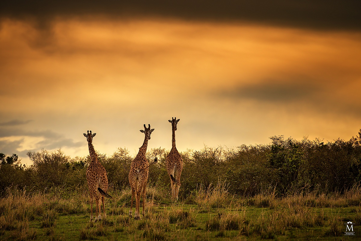 Giraffe al Tramonto.