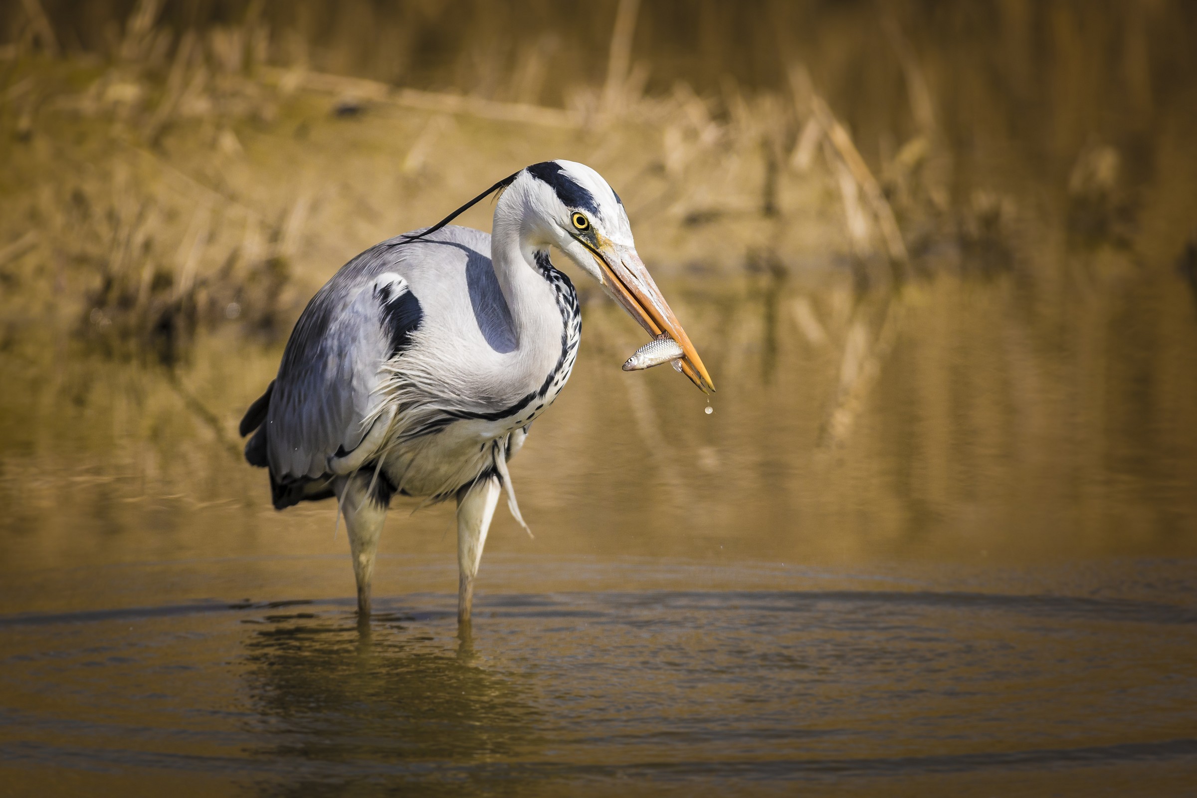 se c'è la goccia...