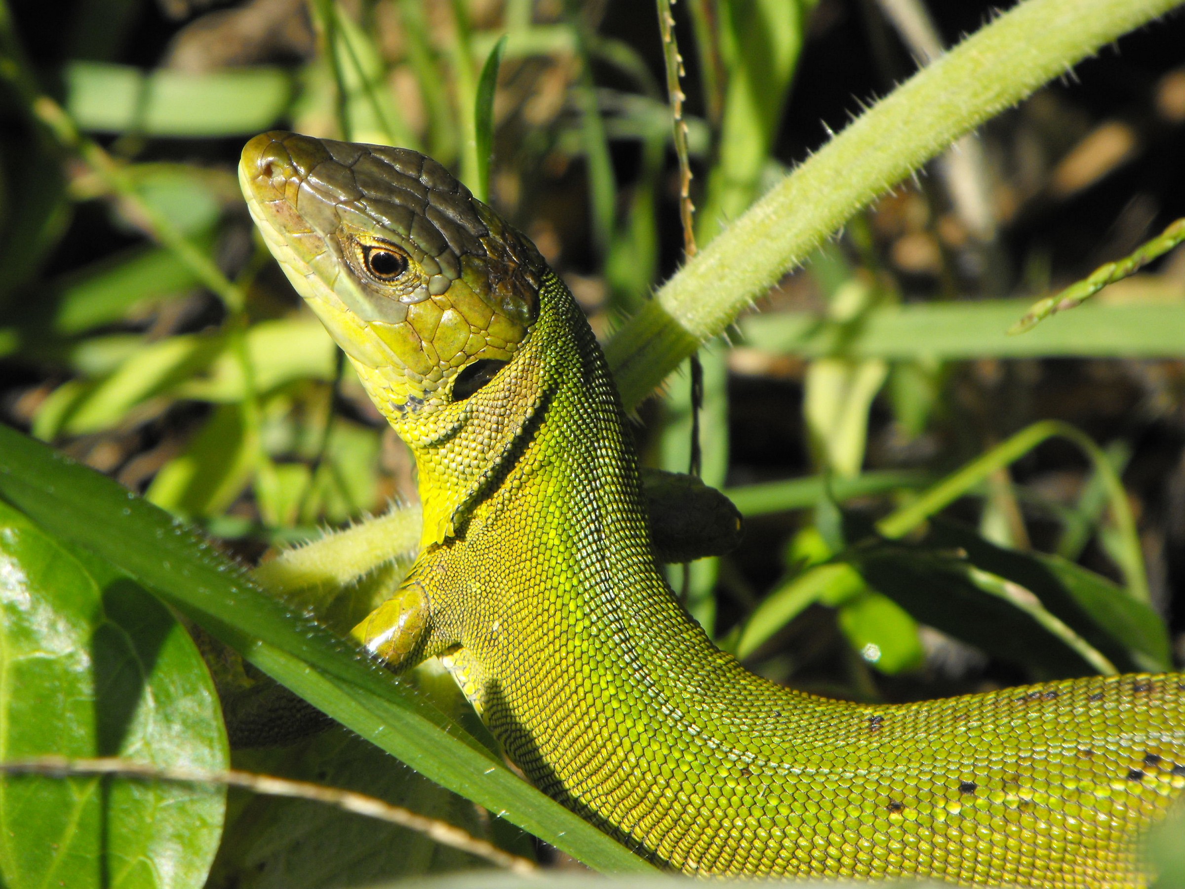 Green lizard