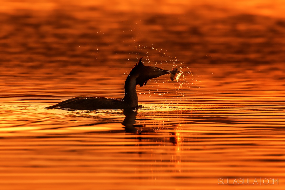 Great Crested Grebe | Czech Republic