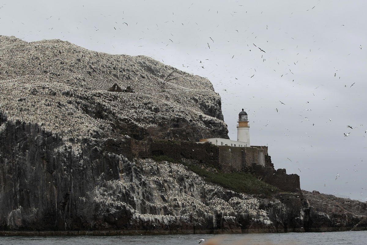 Bass Rock - Scotland