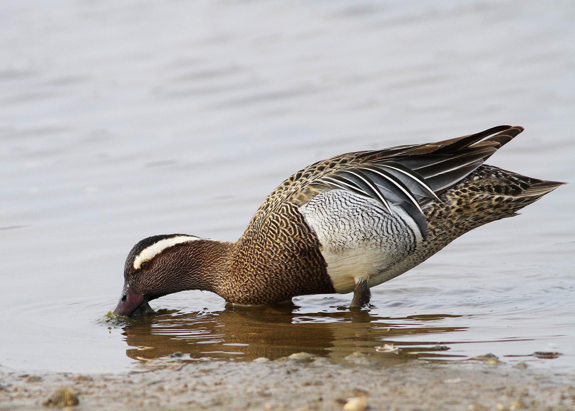 Garganey at lunch