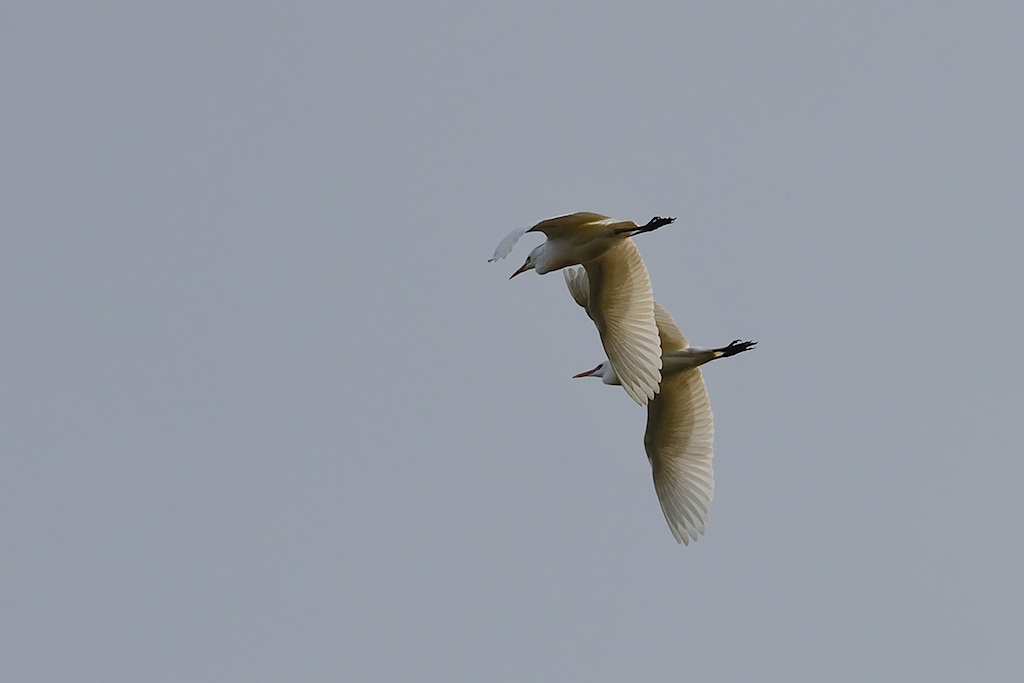 cattle egret (Bubulcus ibis)
