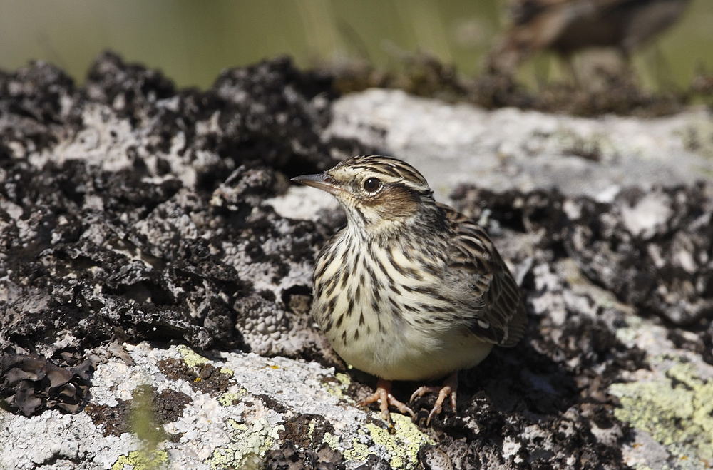 Woodlark