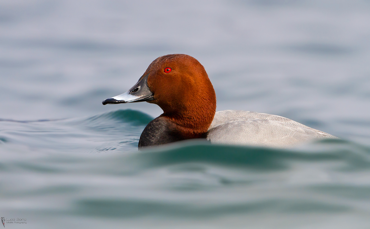Pochard