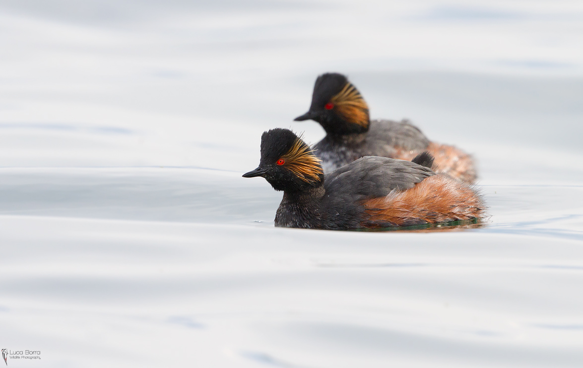 Black-necked Grebe