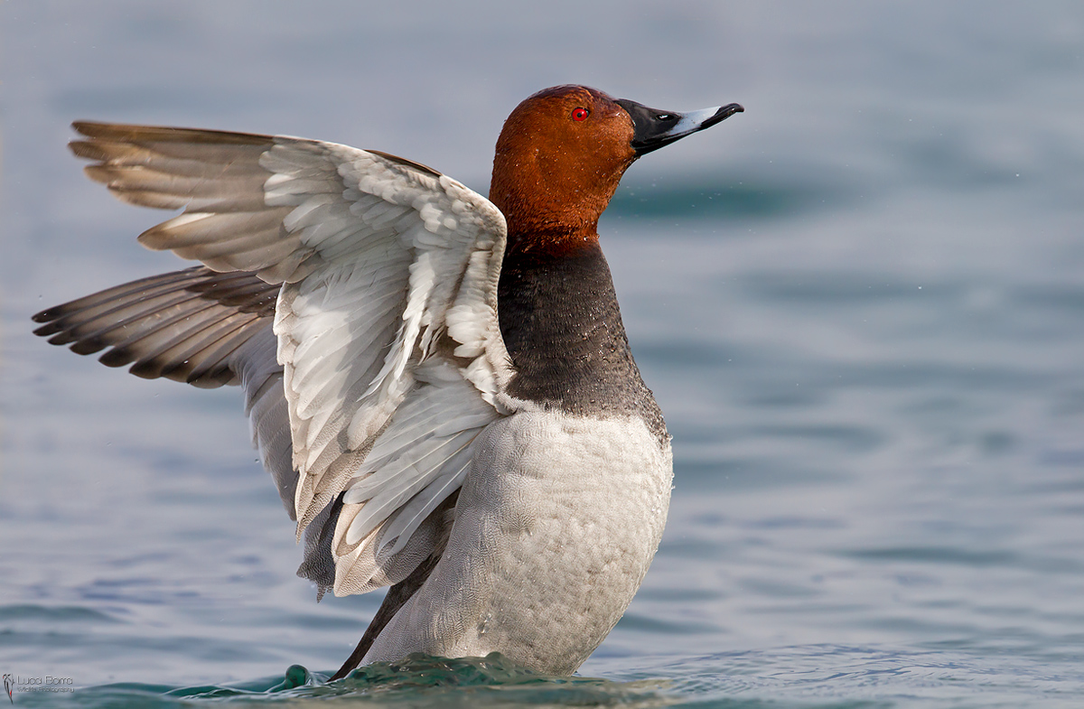 Pochard