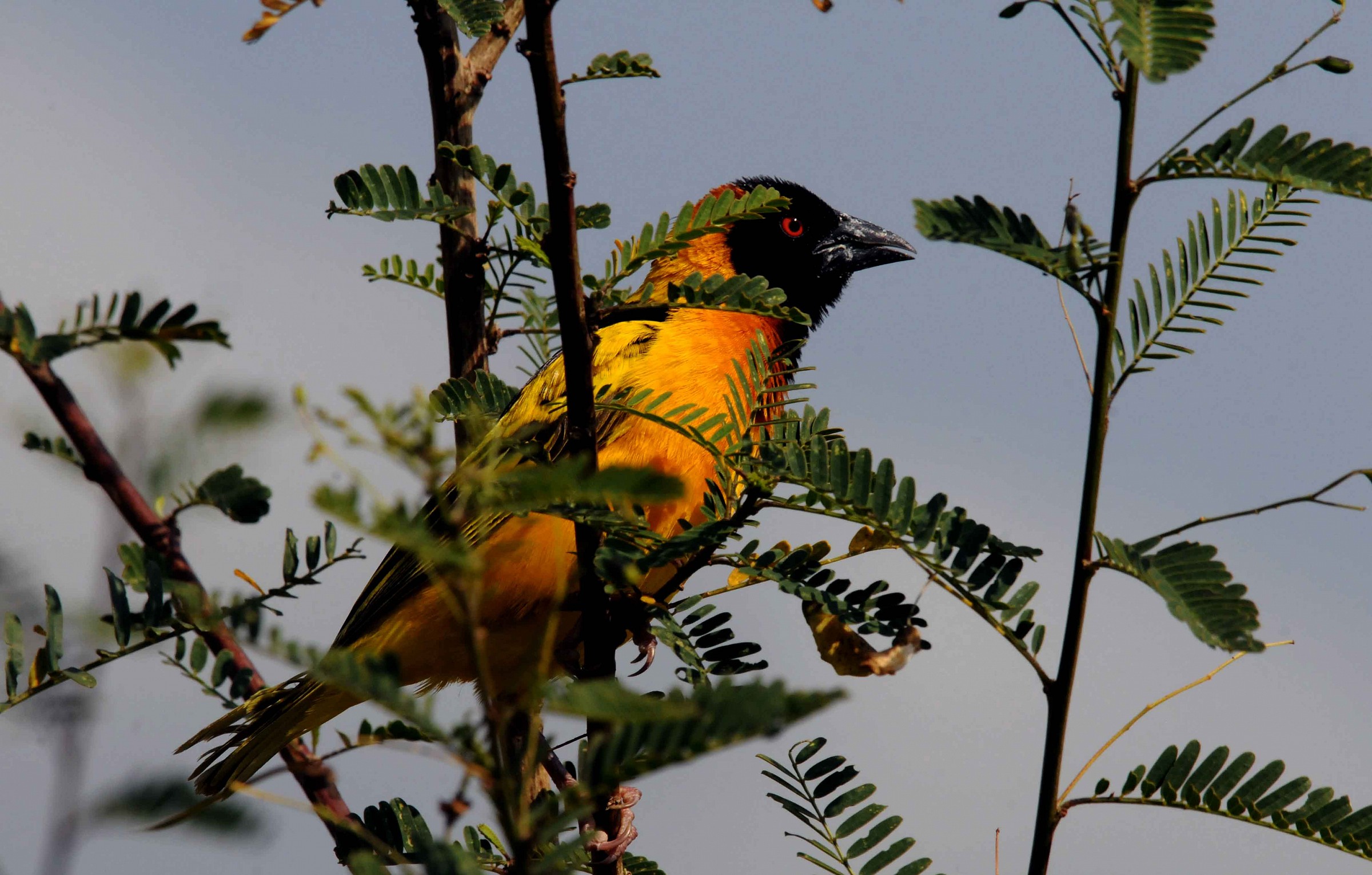Black-headed Weaver