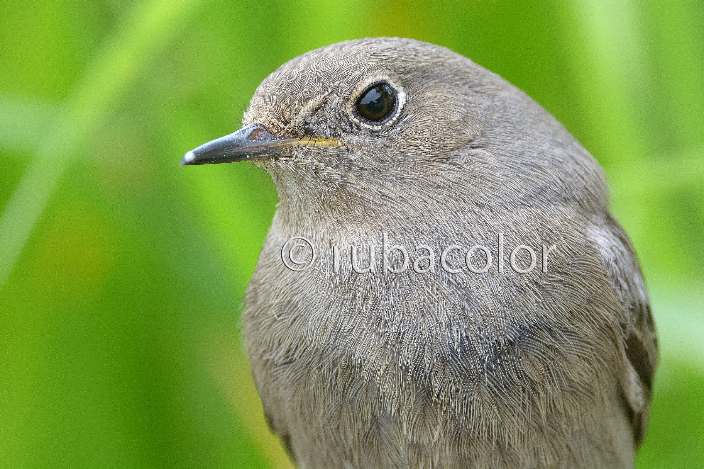 What I had not yet seen the redstart