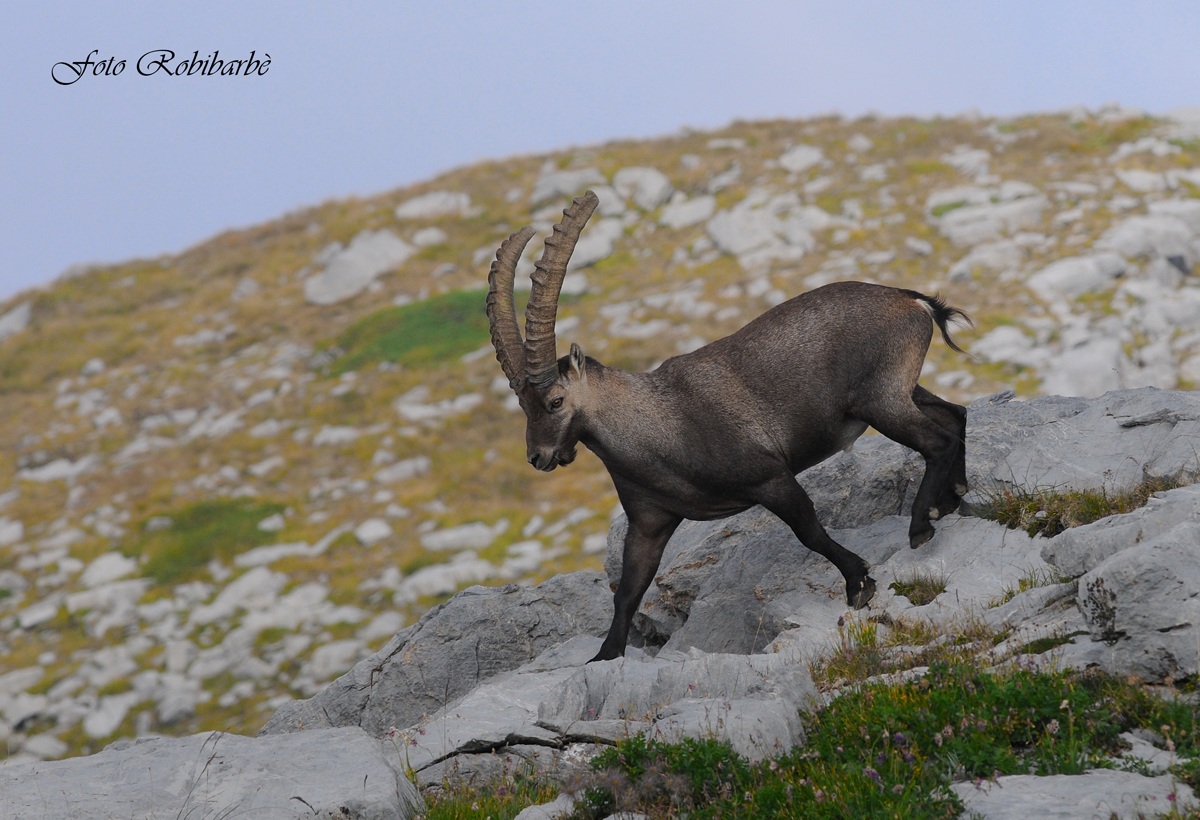 Il signore delle alpi....