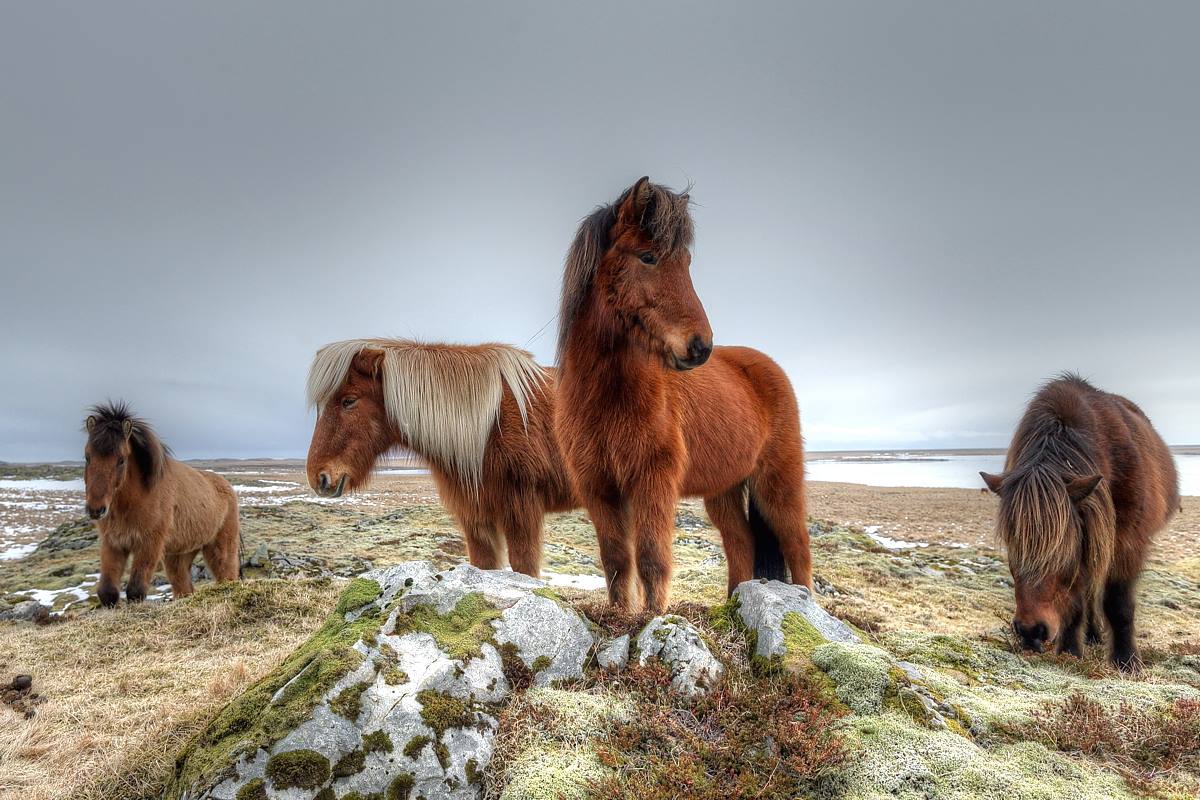 Cavalli islandesi