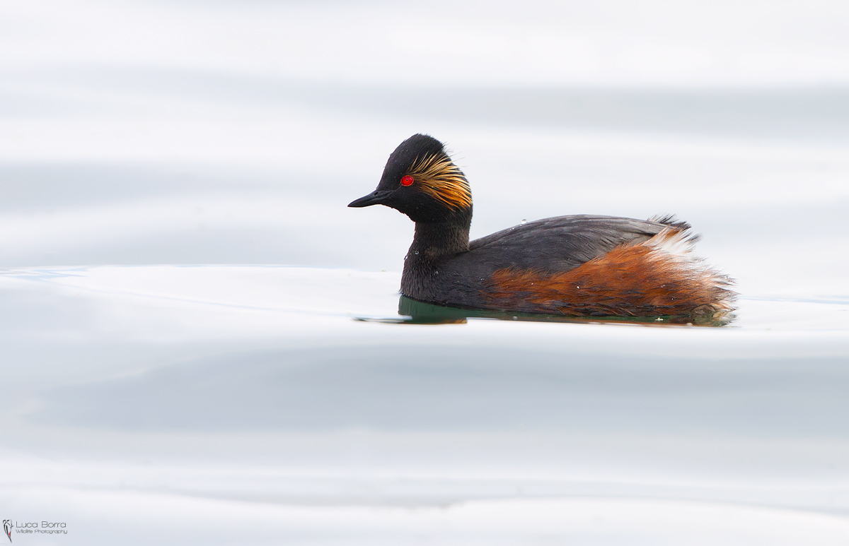 Black-necked Grebe