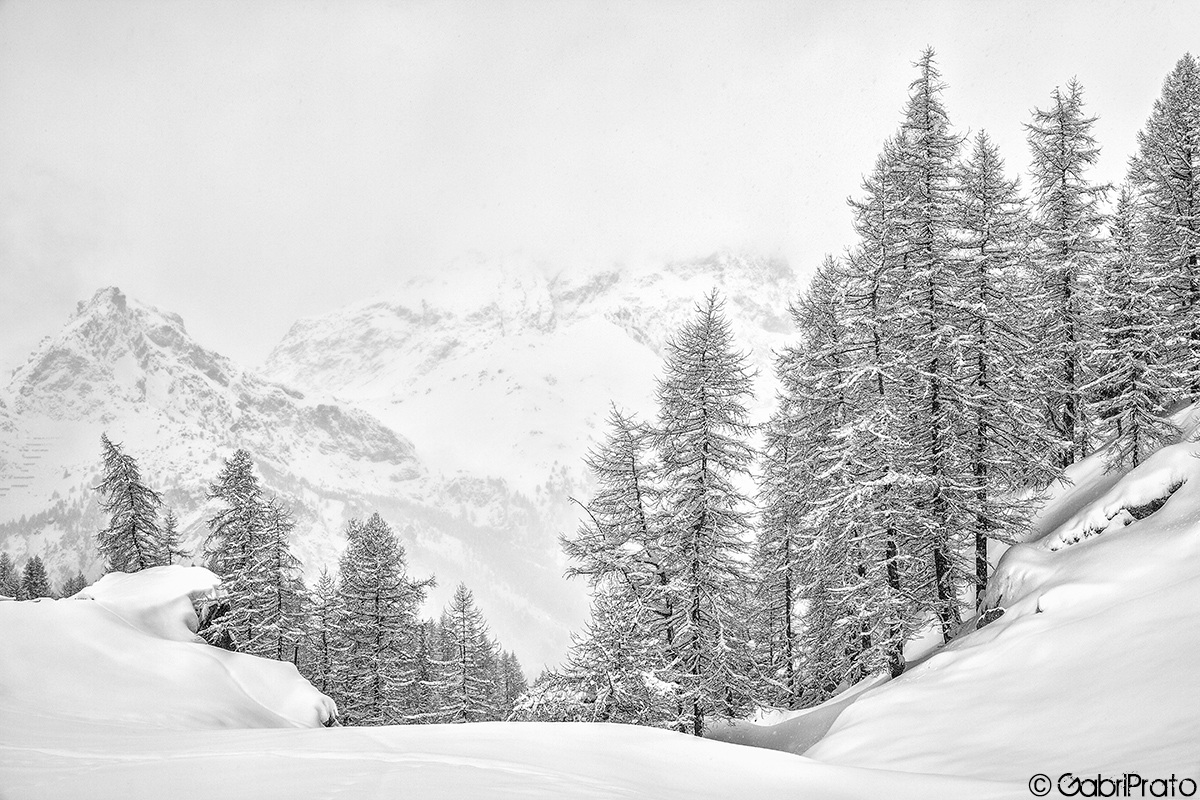 Silhouette nella neve