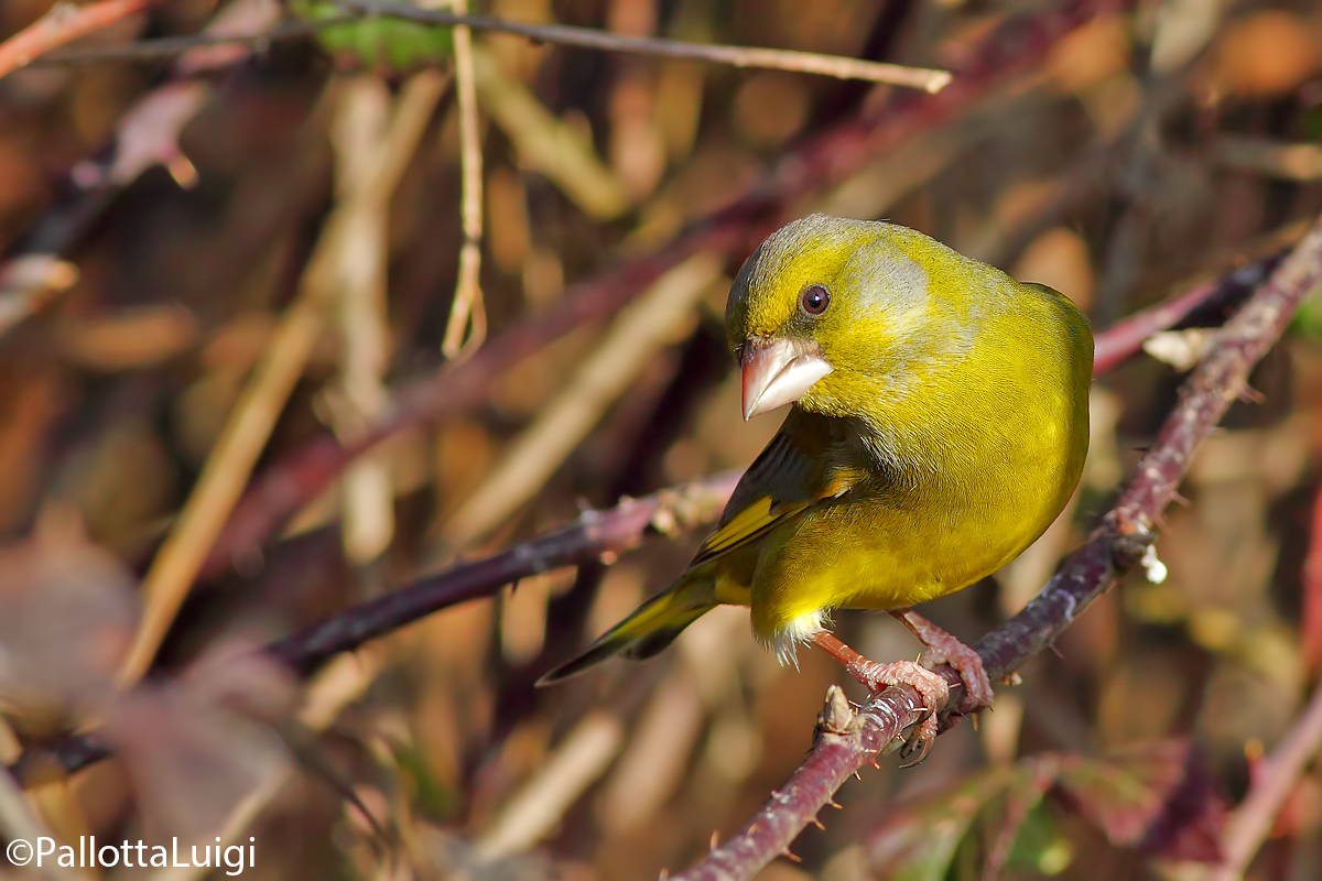 Verdone (Carduelis chloris)