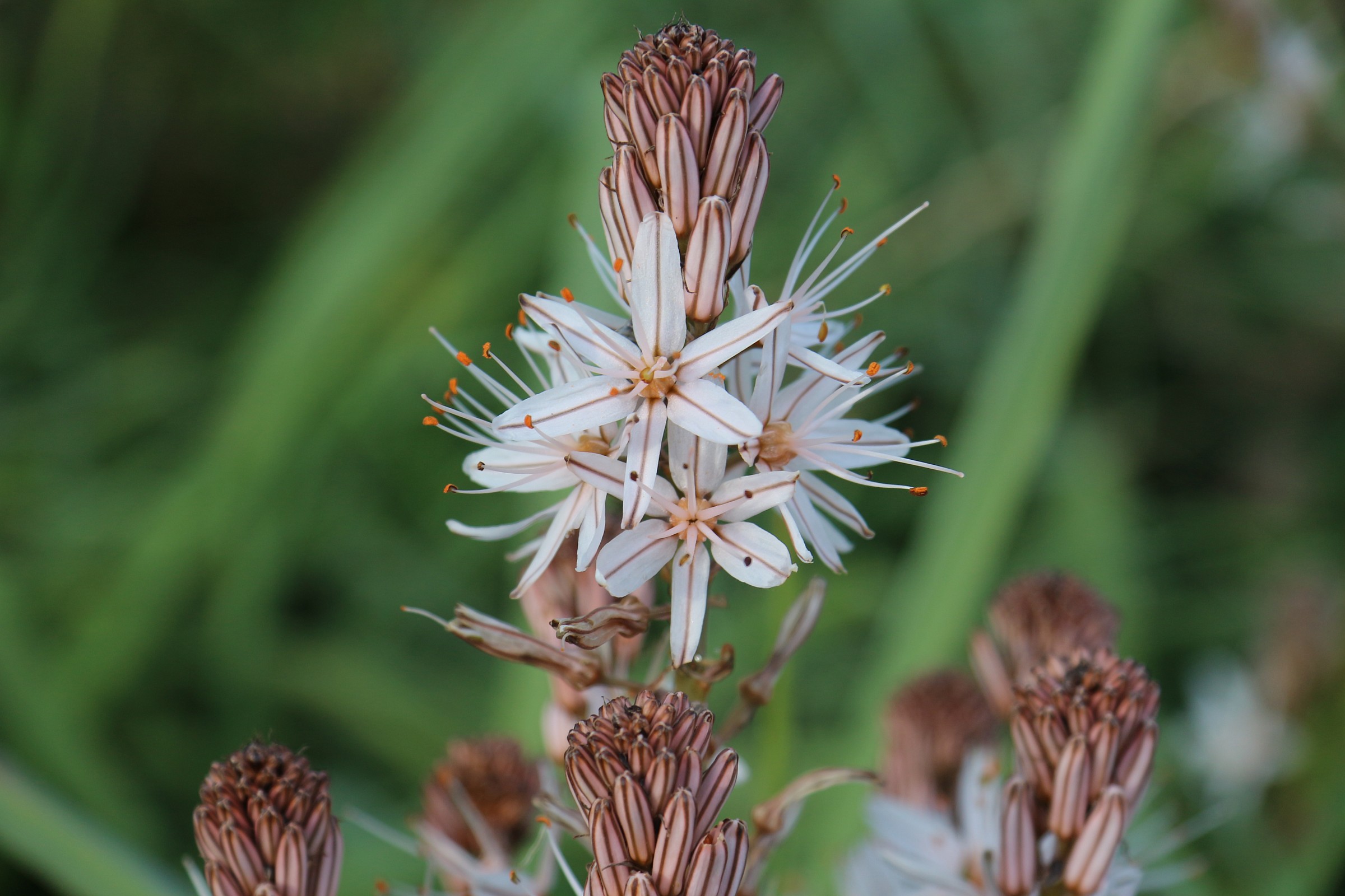 fiori d'asfodelo (asphodelus)