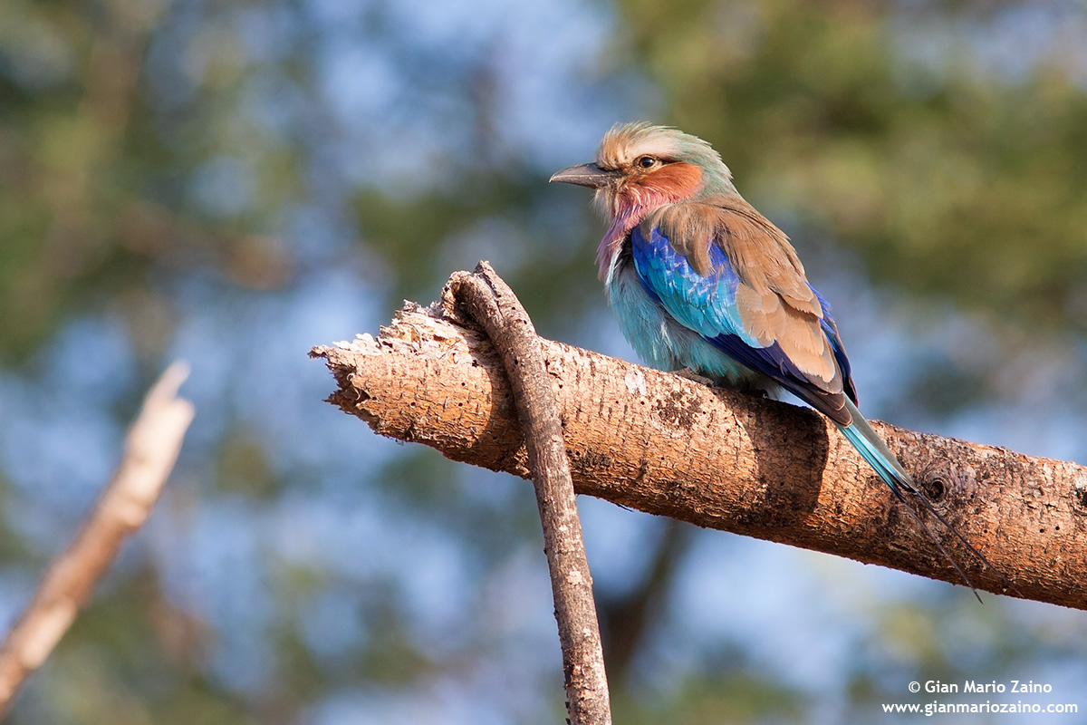 Coracias caudata / Ghiandaia marina caudata