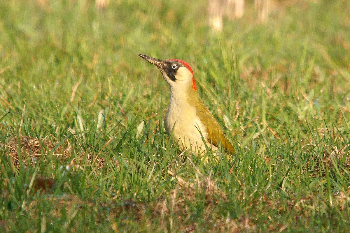Green Woodpecker
