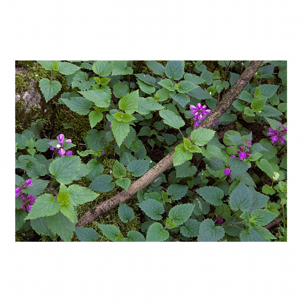 Life.Interconnected. #7