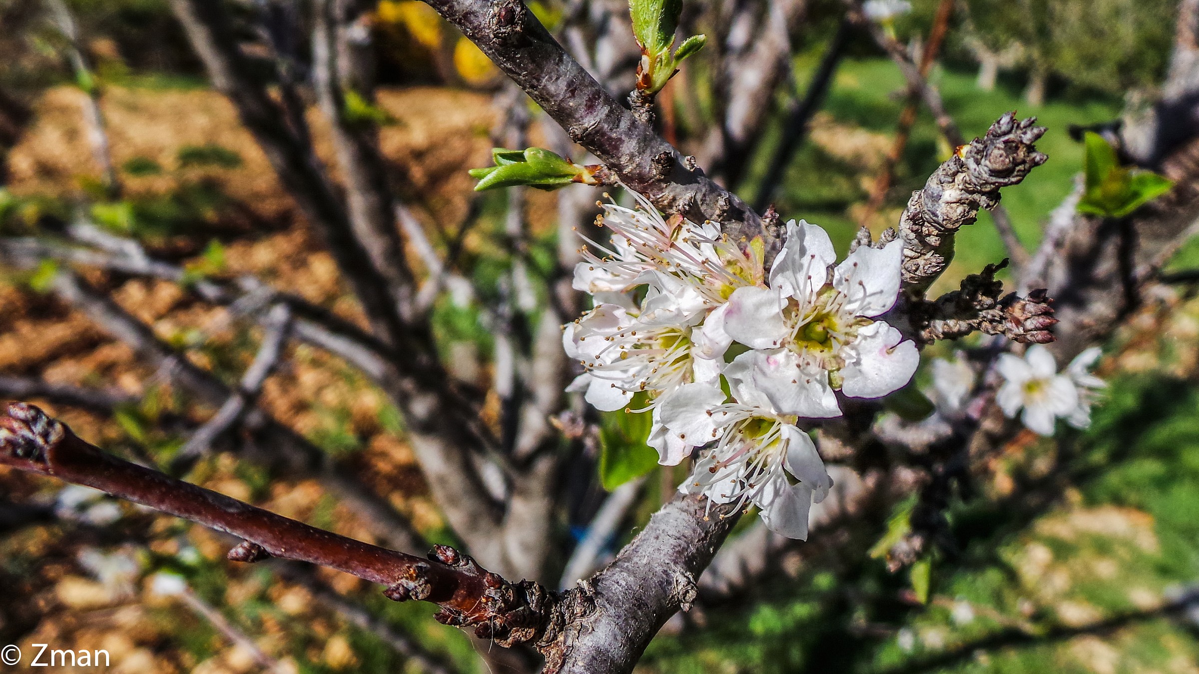 Apricot Flowers.