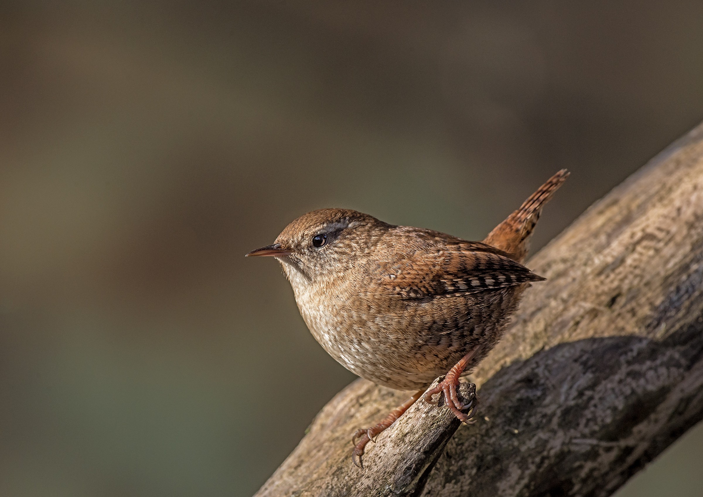 Troglodytes troglodytes