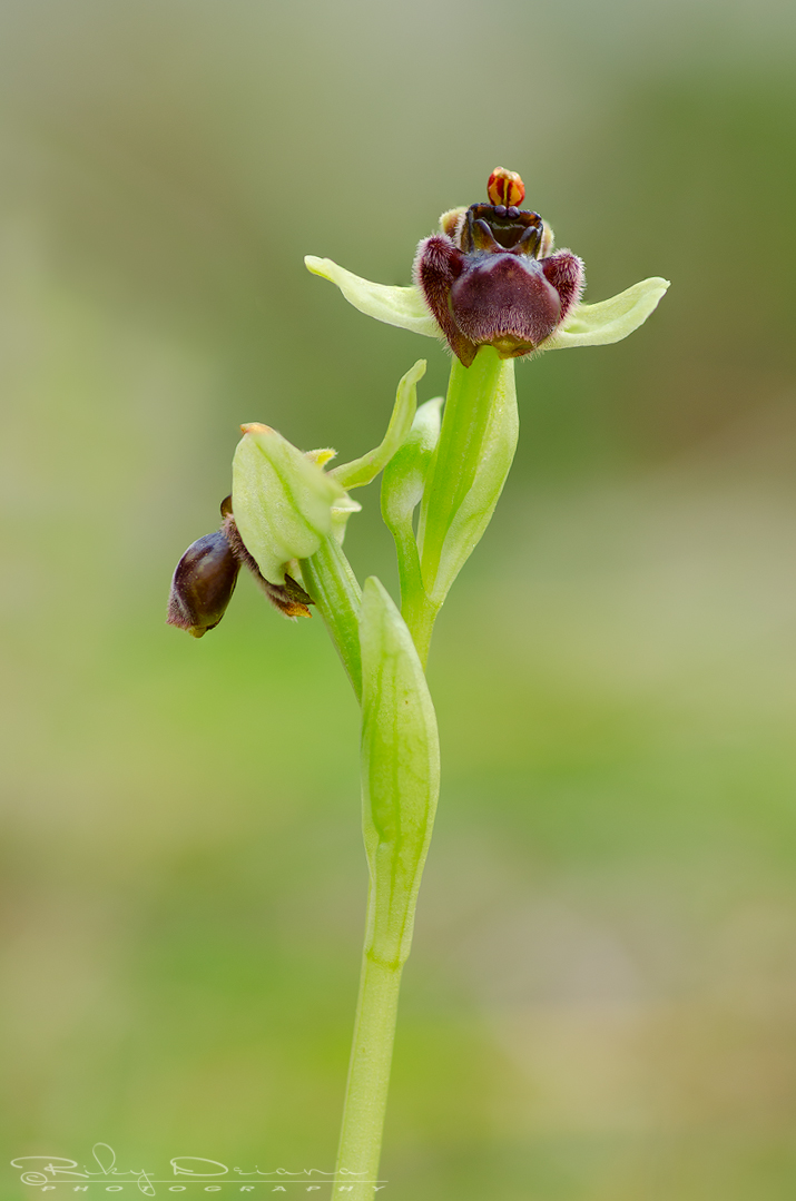 Ophrys bombyliflora (2013)