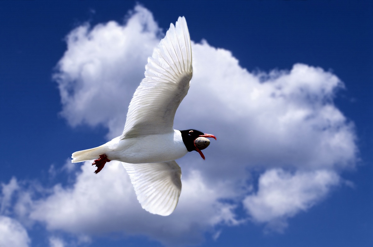 Gull with egg knight of Italy