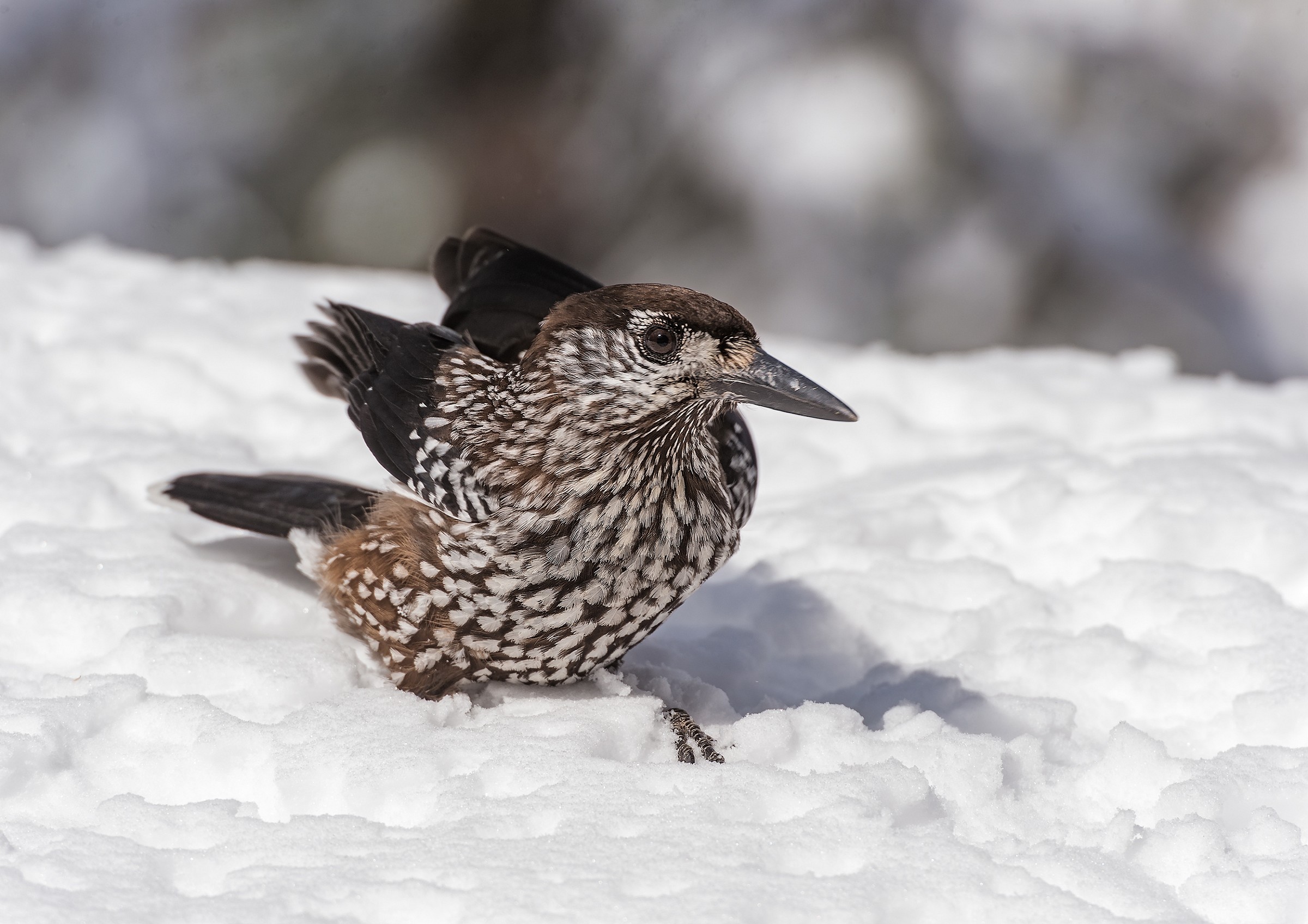 Nucifraga caryocatactes