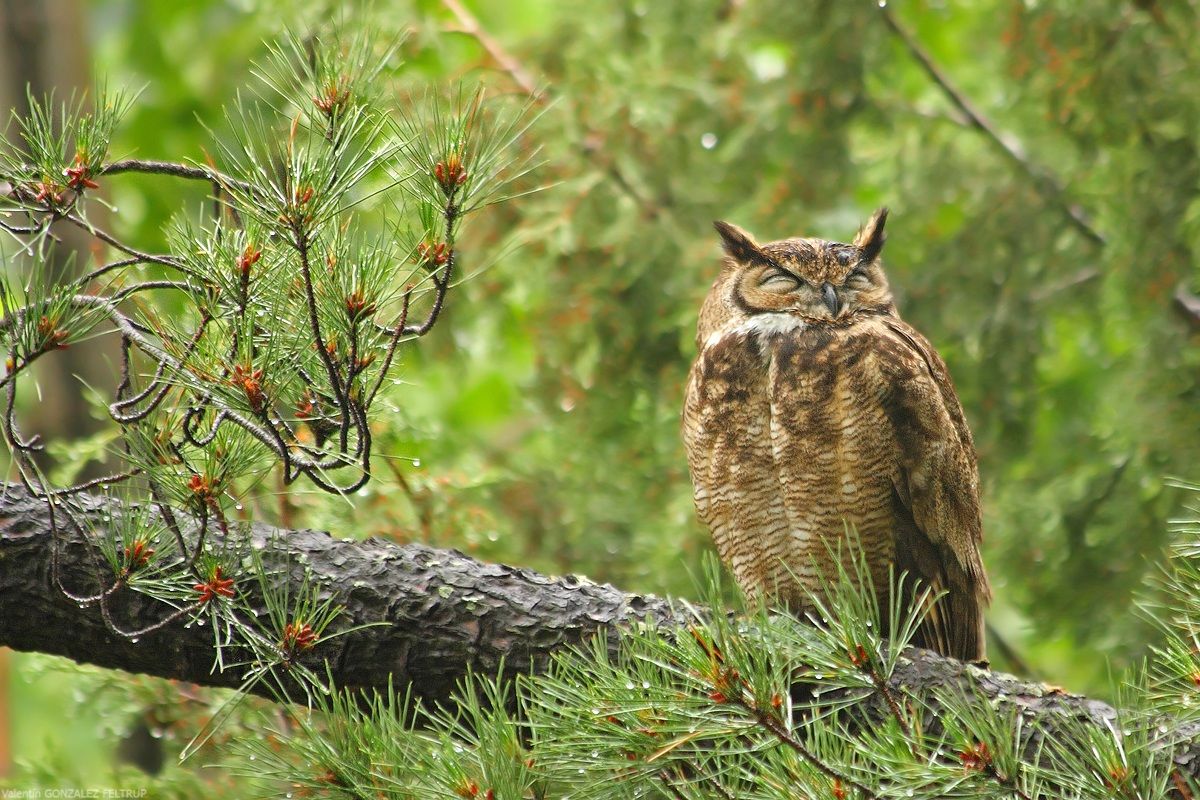 Lesser Horned Owl (Bubo magellanicus)