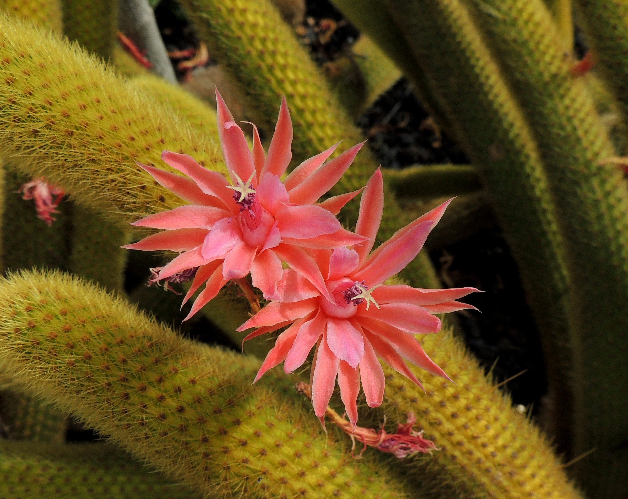 Tenerife-aporocactus flagelliformis