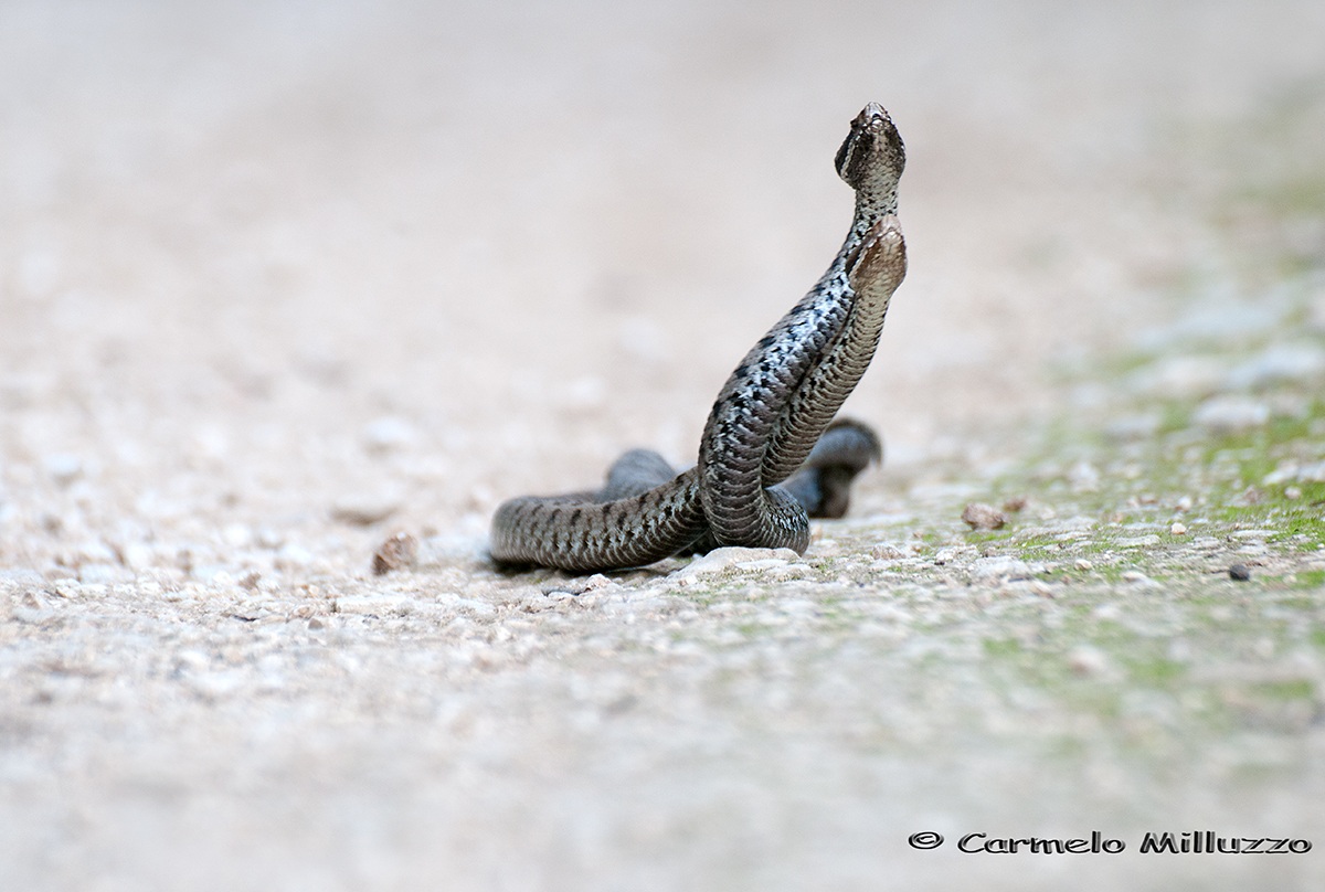 Vipers (fighting reused)