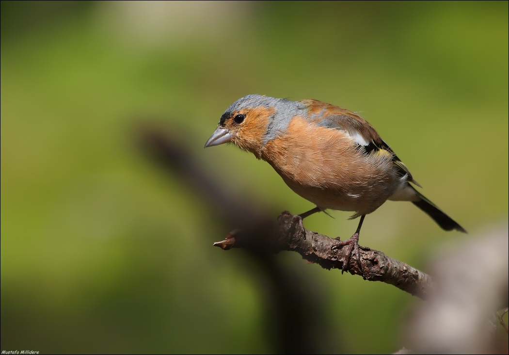 Chaffinch ...