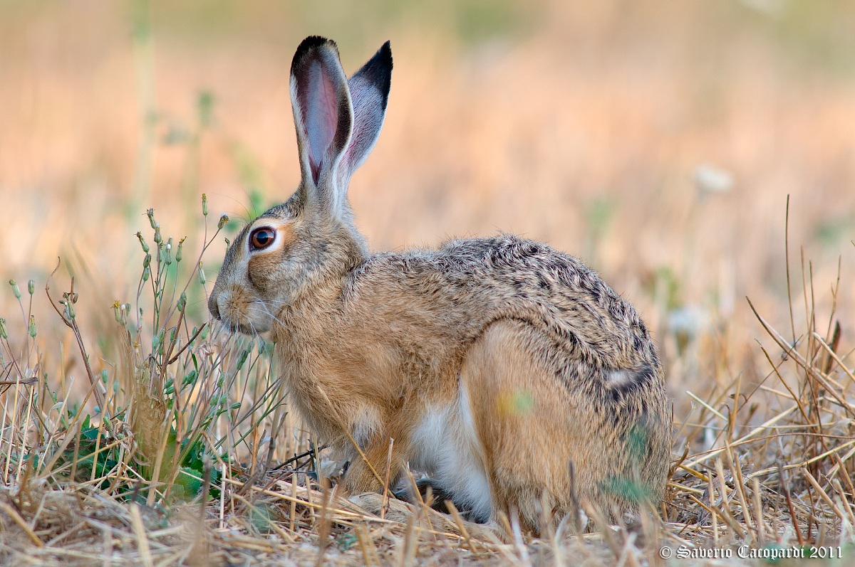 Una lepre tutta italiana