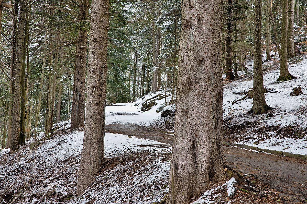 bré mountain pine forest