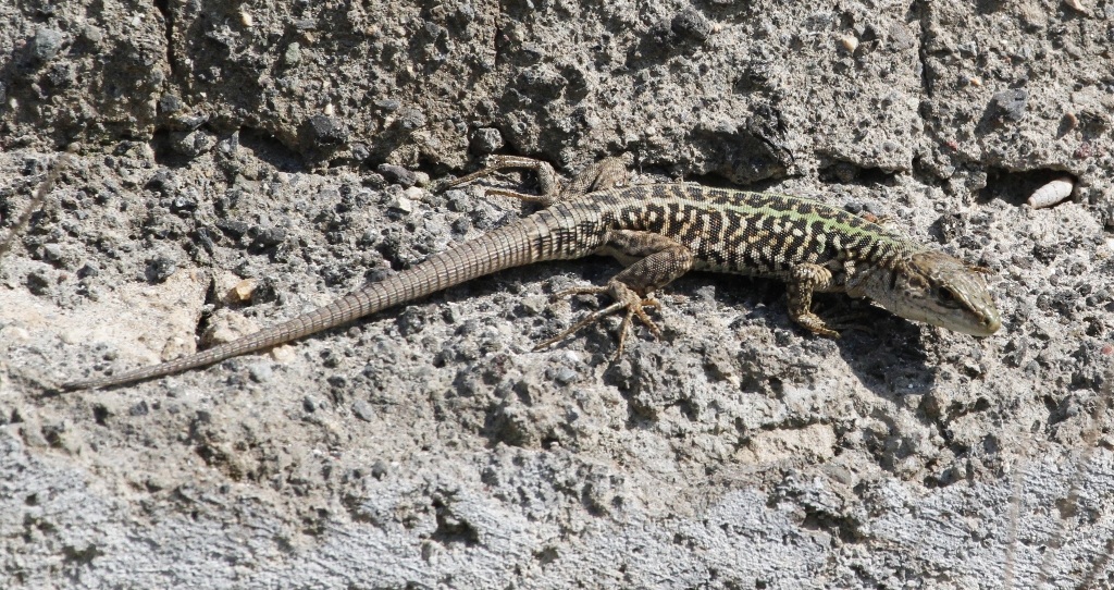 Lizard