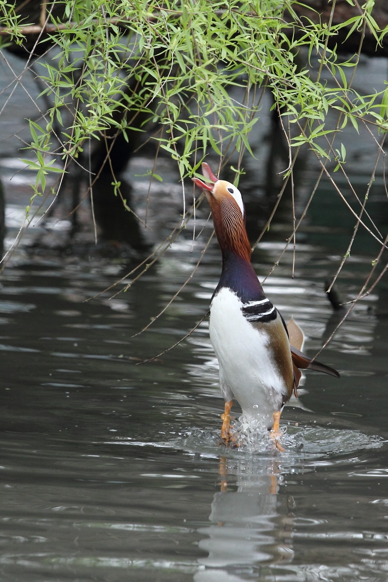 salta salta prima o poi ti acchiappo