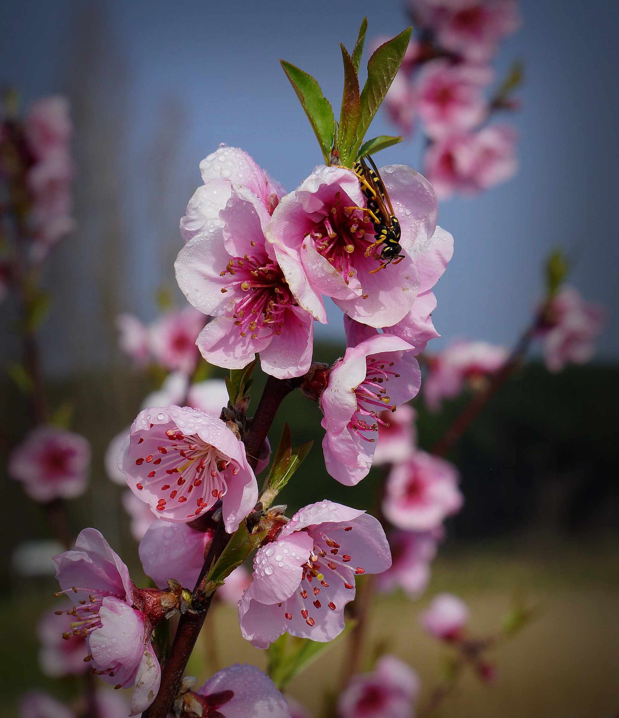 Fiori rosa fiori di pesco..