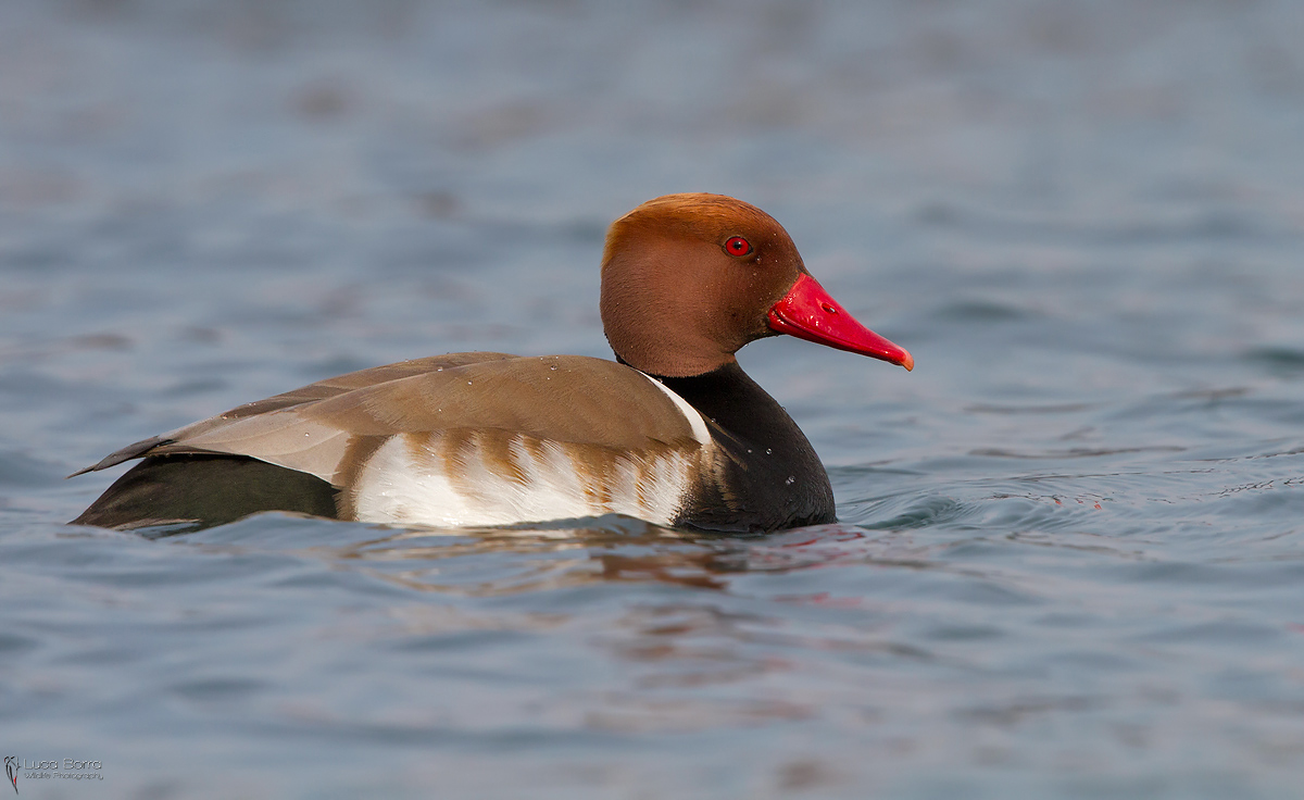 Pochard turkish