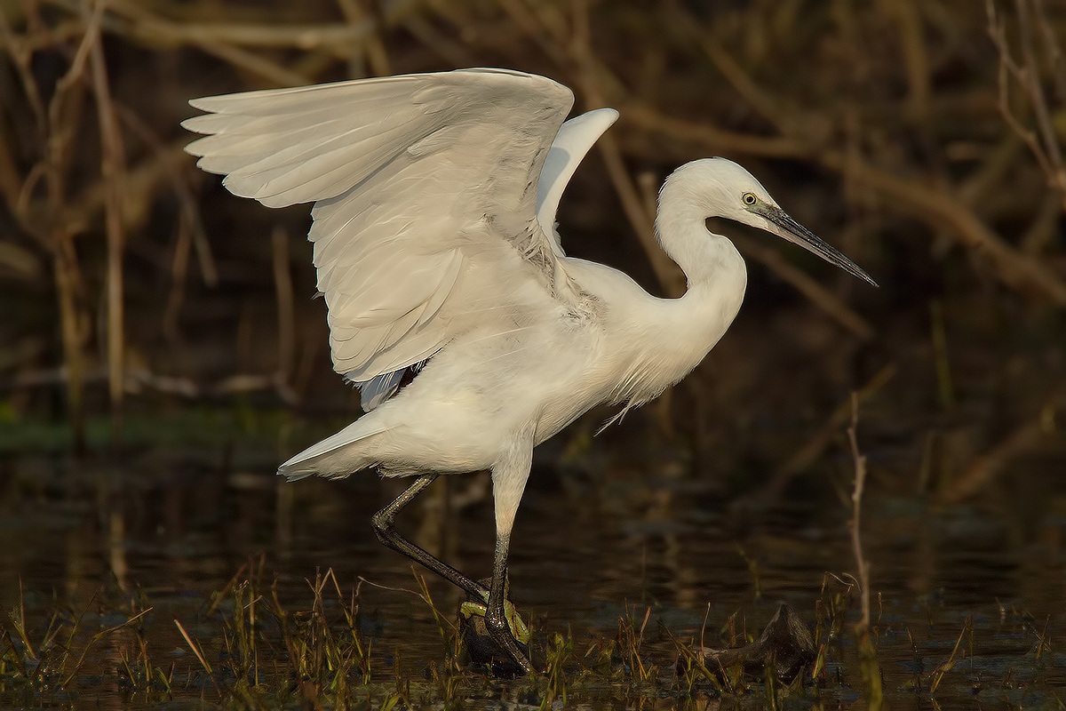 Little Egret Egretta