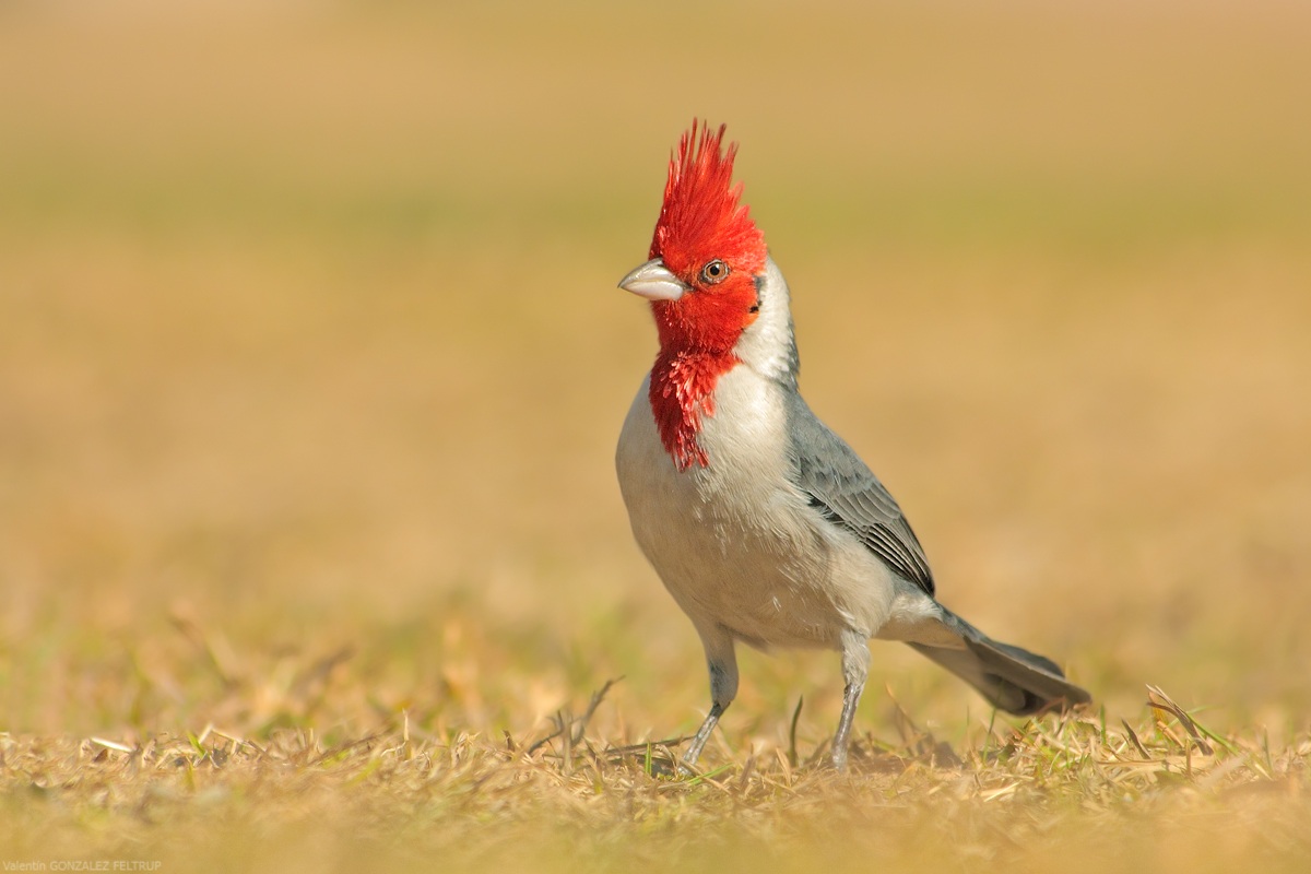 Cardinal Red-crestato (Paroaria coronata)