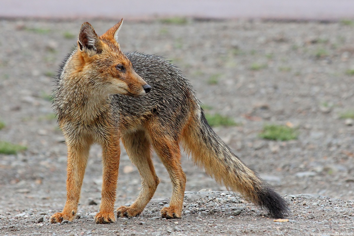 Zorro Colorado (Lycalopex culpaeus)
