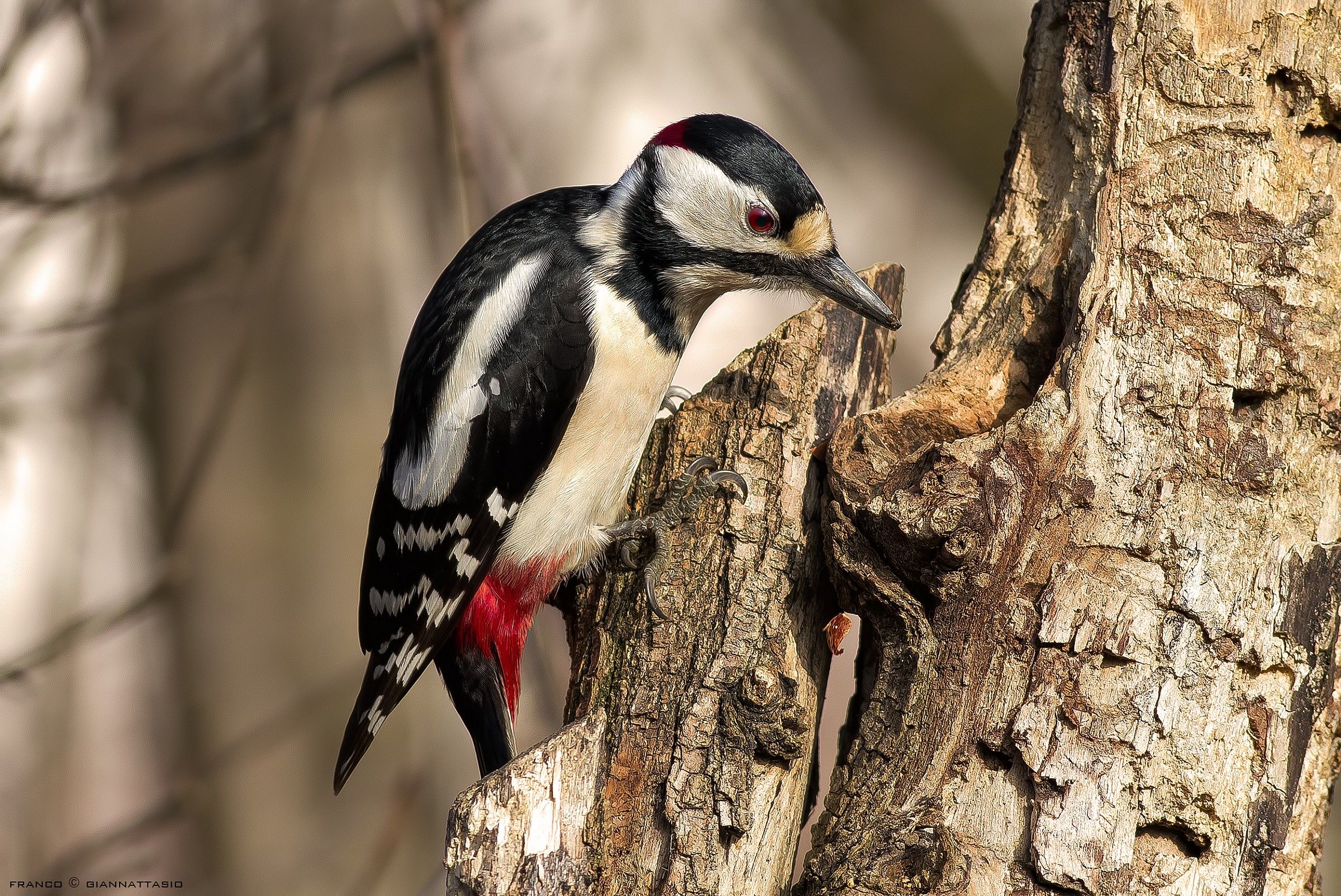 Great Spotted Woodpecker.